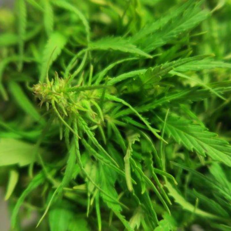 Semhof Bio Hanfpellets mit natürlichem CBD