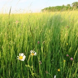 Semhof Bio Wiesencobs