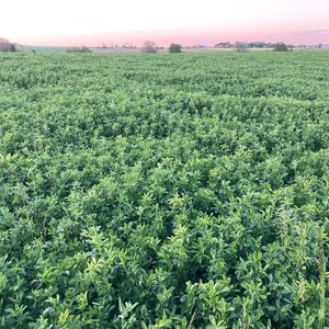 Semhof alfalfa pellets Turbo Conversion goods