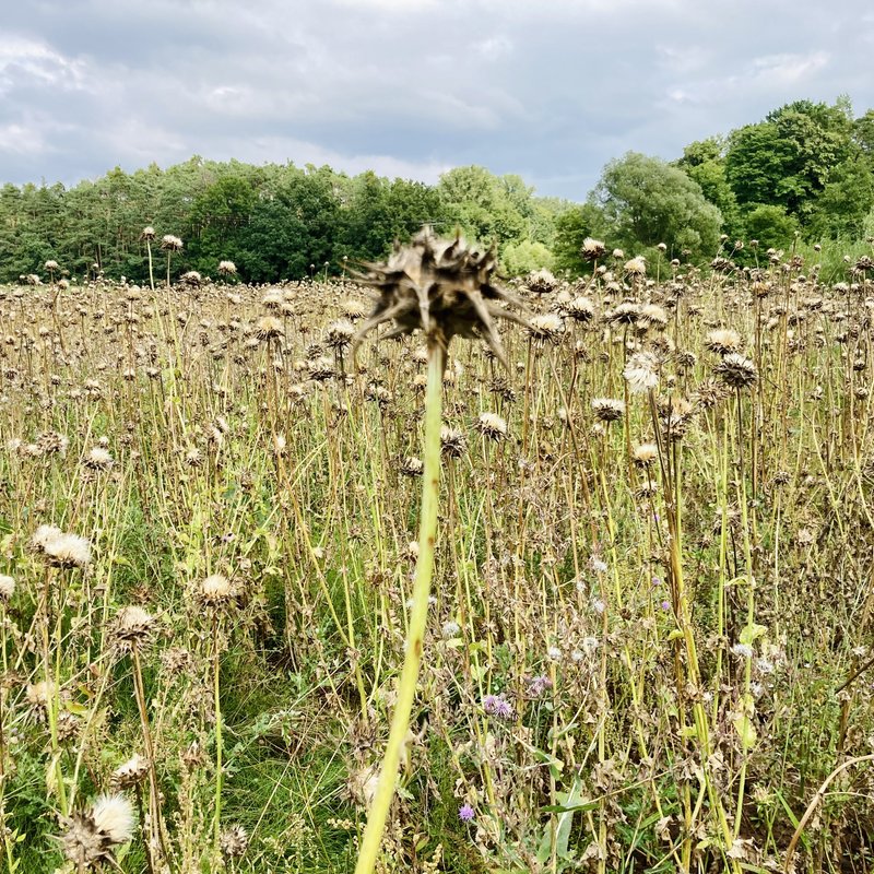 Semhof Bio Mariendistel