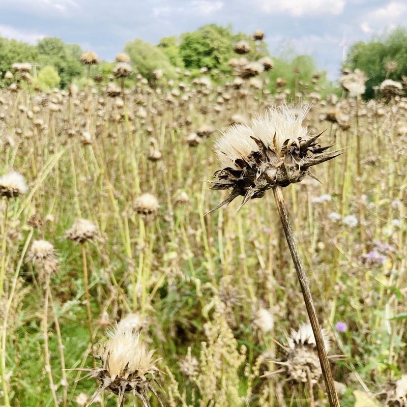 Semhof Bio Mariendistel