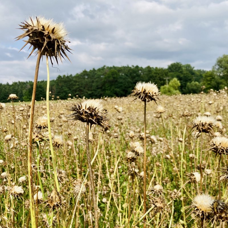 Semhof Bio Mariendistel