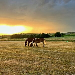 Semhof Bio Heucobs (Organic Haypellets) "Old but Golden Pony"