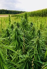 Semhof Bio Hanfpellets mit natürlichem CBD