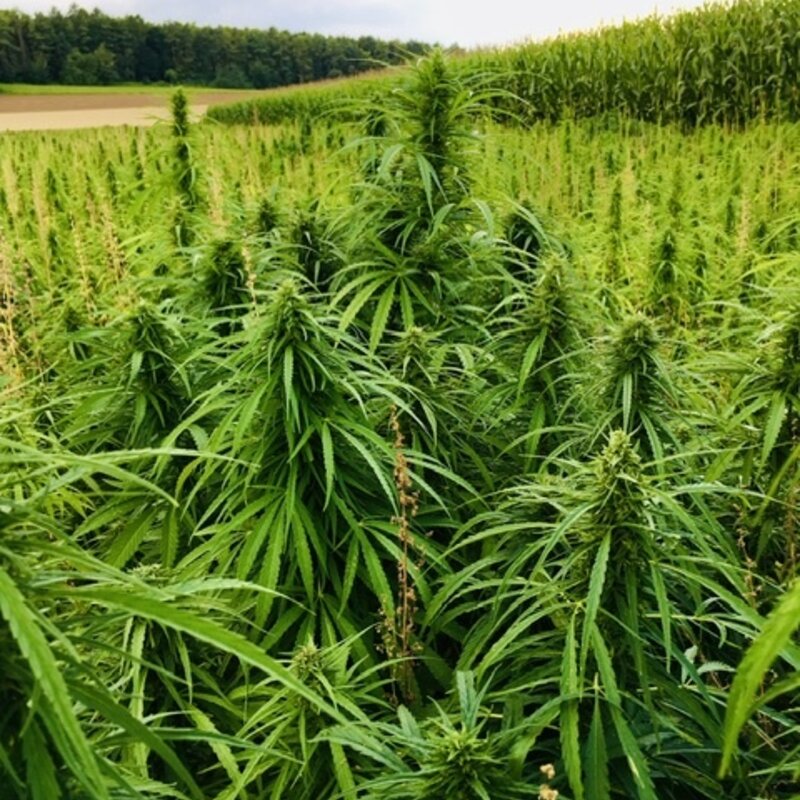 Semhof Bio Hanfpellets mit natürlichem CBD