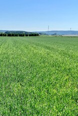 Semhof Organic Green Barley