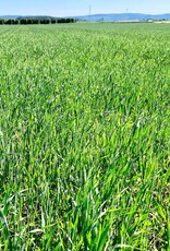 Semhof Organic Green Barley