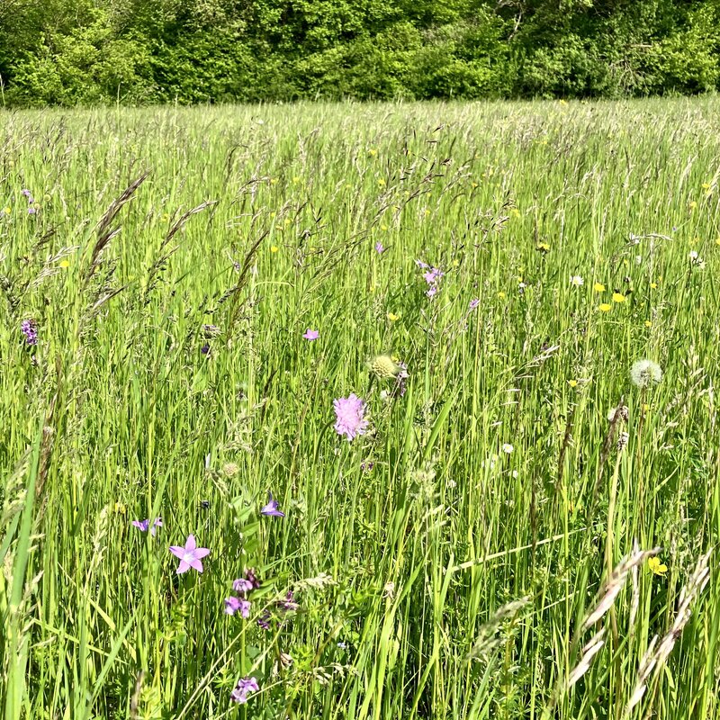 Semhof Bio Wiesencobs