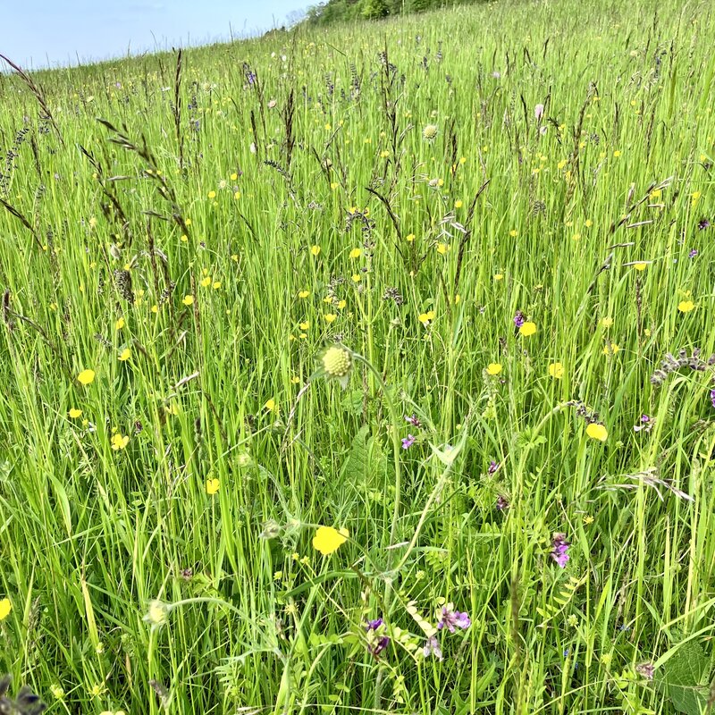 Semhof Bio Wiesencobs