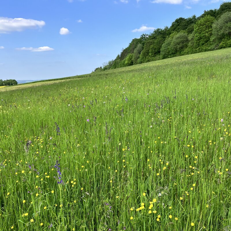 Semhof Bio Wiesencobs