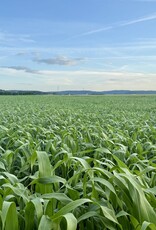 Semhof Bio Grünhafer (Organic Green Millet Pellets)