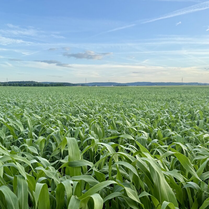 Semhof Bio Grünhafer (Organic Green Millet Pellets)