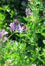 Semhof Luzernepellets Standard