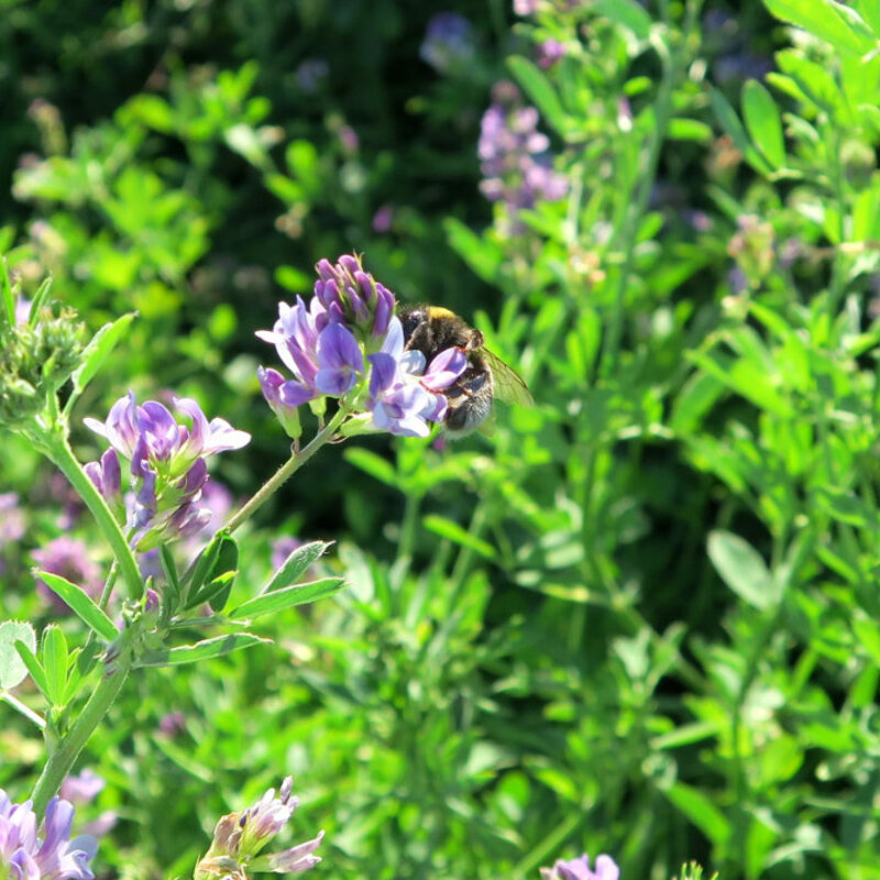 Semhof Luzernepellets Standard