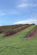 Semhof Organic Aronia