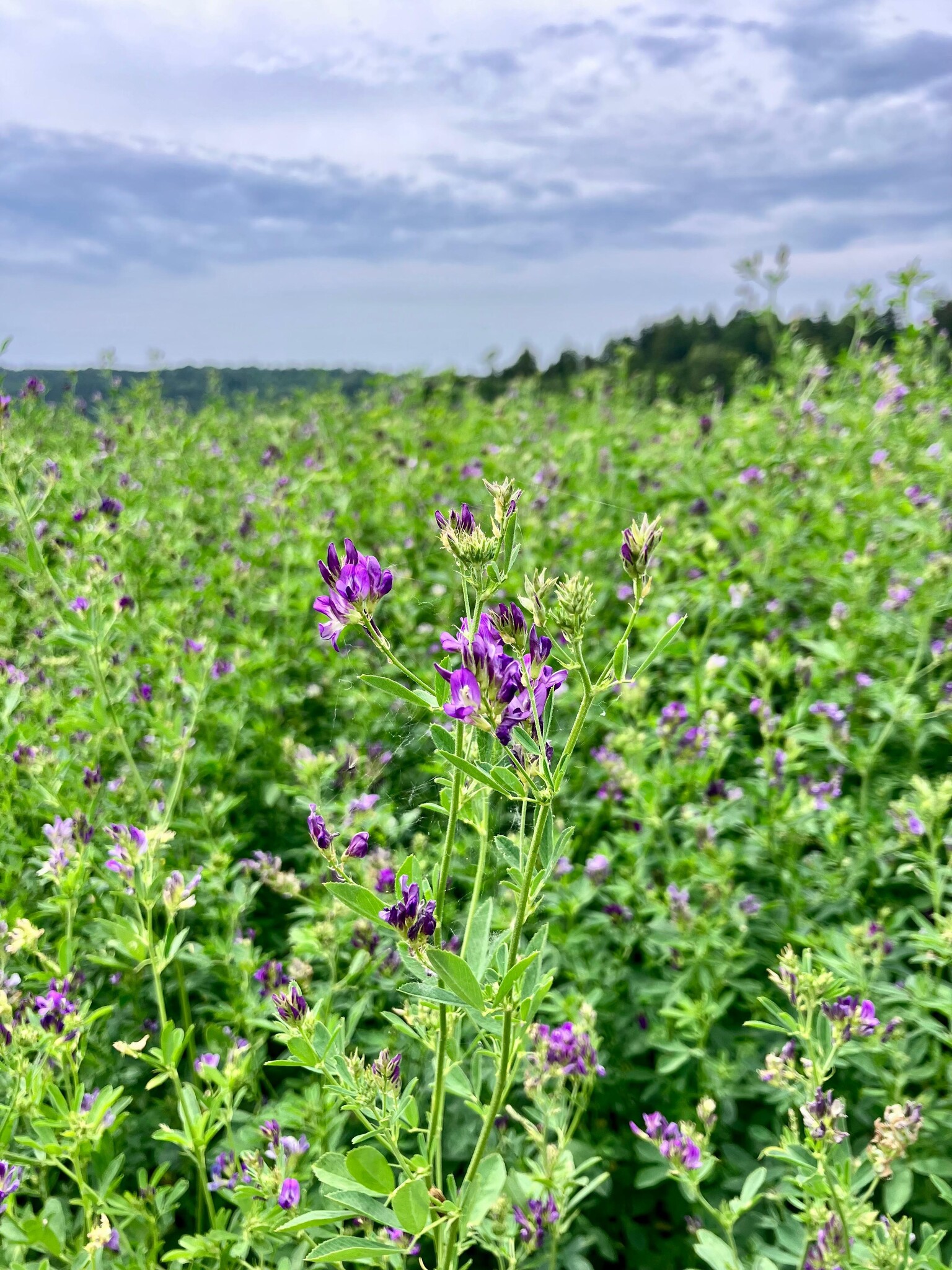 JKK in Luzerne: Warum regionale Bedingungen und Semhof-Qualitätsstandards entscheidend sind