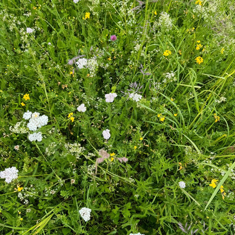 Semhof Bio Heucobs zuckerarm