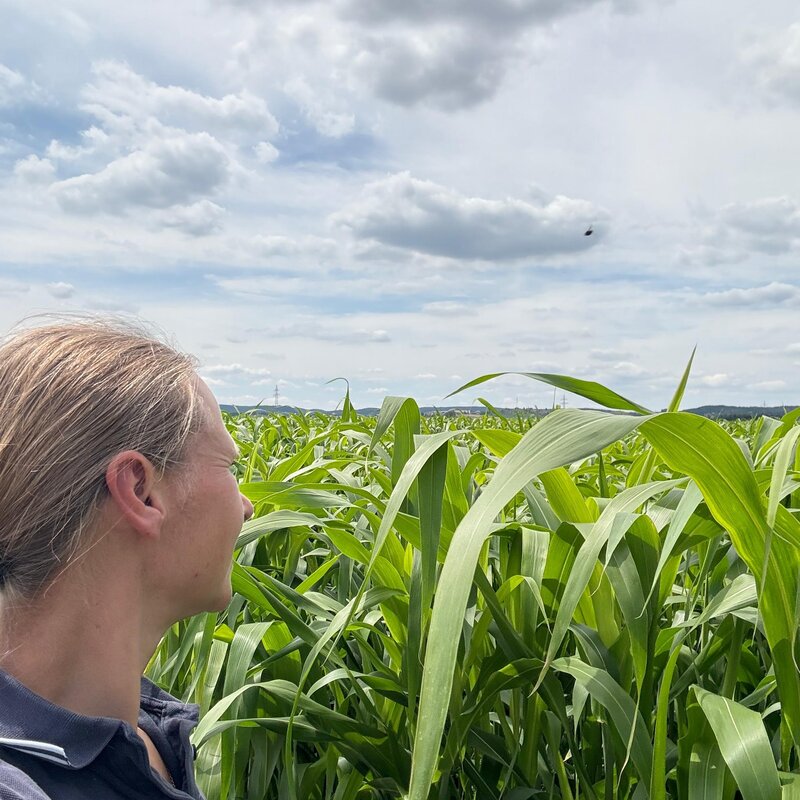 Semhof Bio Grünhirse