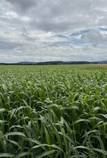 Semhof Bio Grünhirse