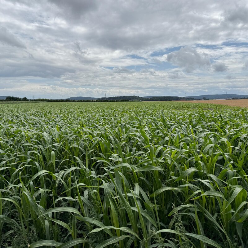 Semhof Bio Grünhirse