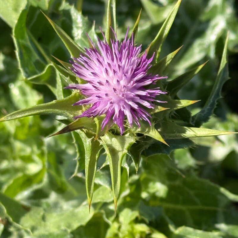 Semhof Bio Mariendistel