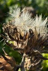 Semhof Bio Mariendistel