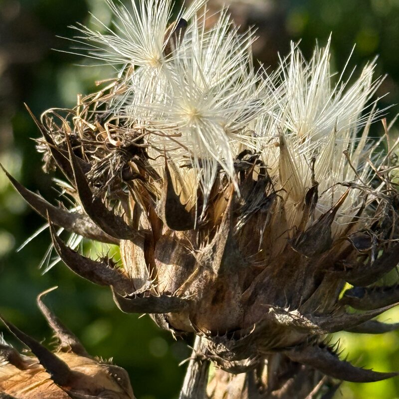 Semhof Bio Mariendistel