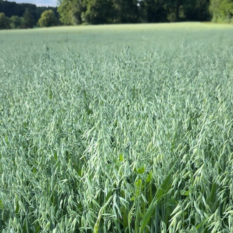 Semhof Bio Grünhaferpellets