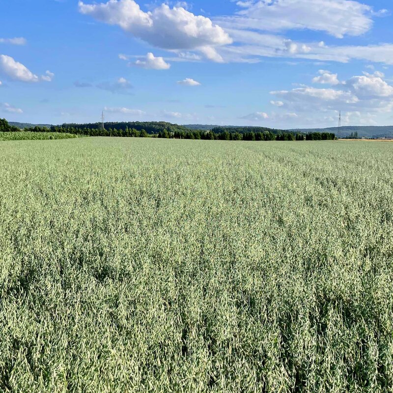 Semhof Bio Grünhaferpellets LIGHT