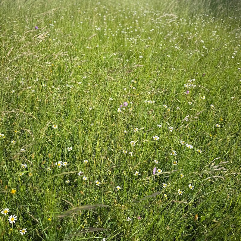 NEU: Semhof Bio HeuQUICK zuckerarm