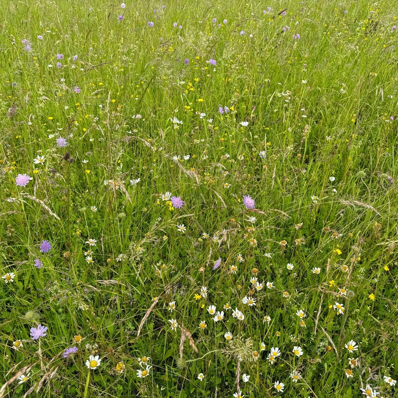 NEU: Semhof Bio HeuQUICK zuckerarm