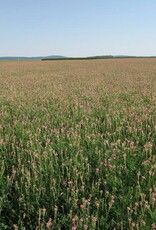 NEU! Semhof Bio EsparsettenQUICK