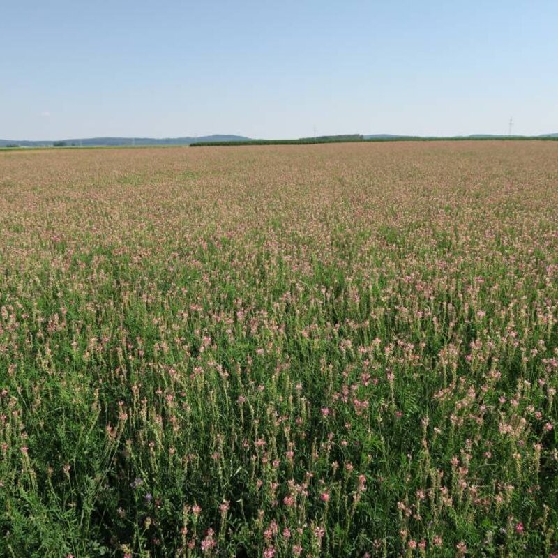 NEU! Semhof Bio EsparsettenQUICK