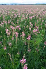 NEU! Semhof Bio EsparsettenQUICK