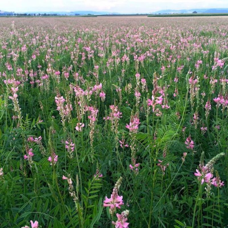 NEU! Semhof Bio EsparsettenQUICK