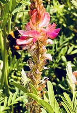 NEU! Semhof Bio EsparsettenQUICK