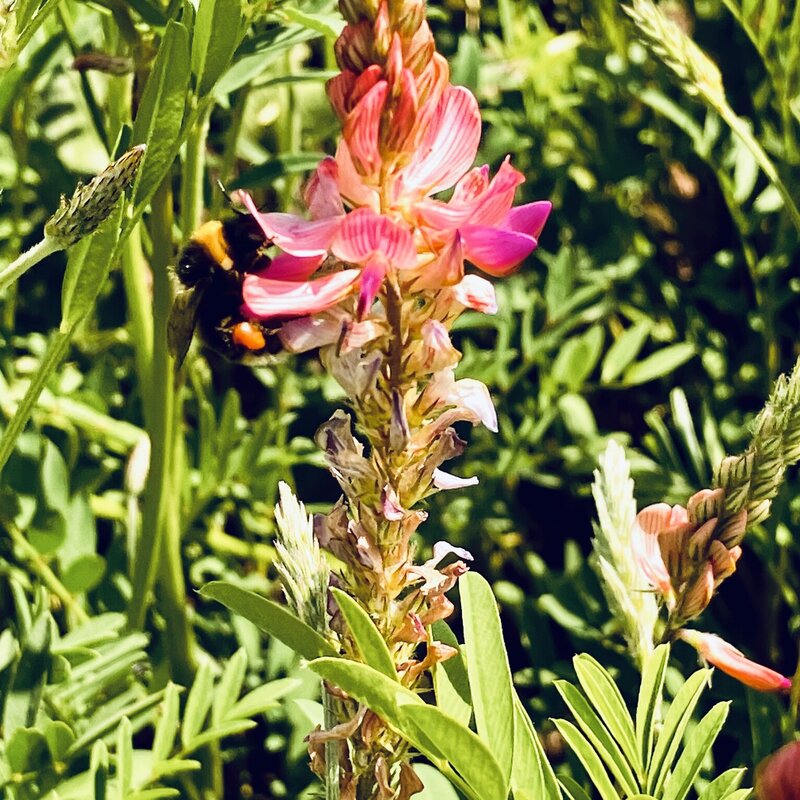 NEU! Semhof Bio EsparsettenQUICK