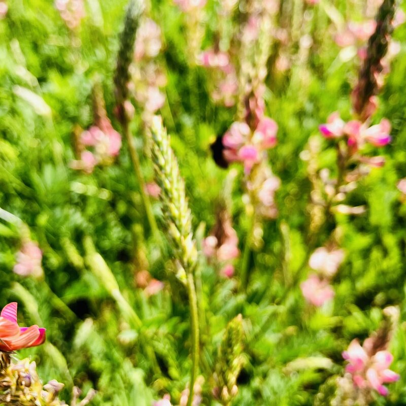 NEU! Semhof Bio EsparsettenQUICK