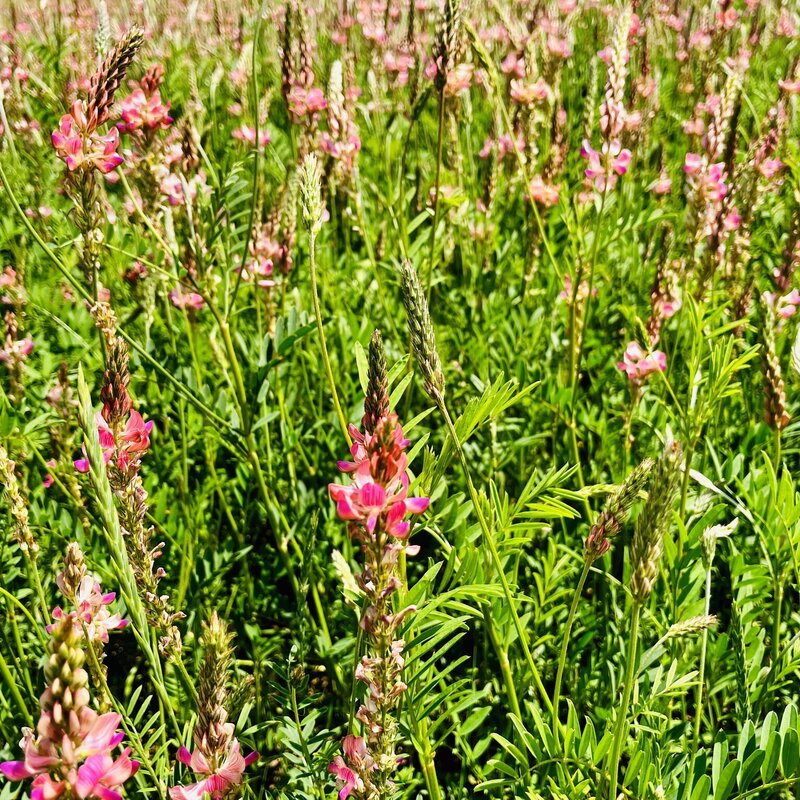 NEU! Semhof Bio EsparsettenQUICK