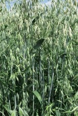 NEU! Semhof Bio GrünhaferQUICK