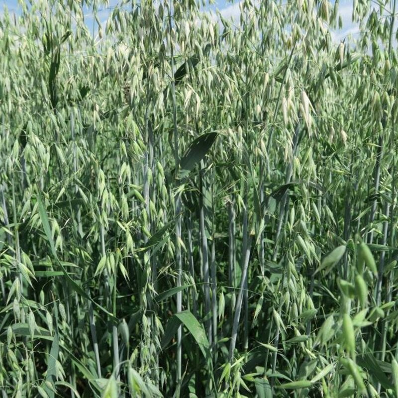 NEU! Semhof Bio GrünhaferQUICK