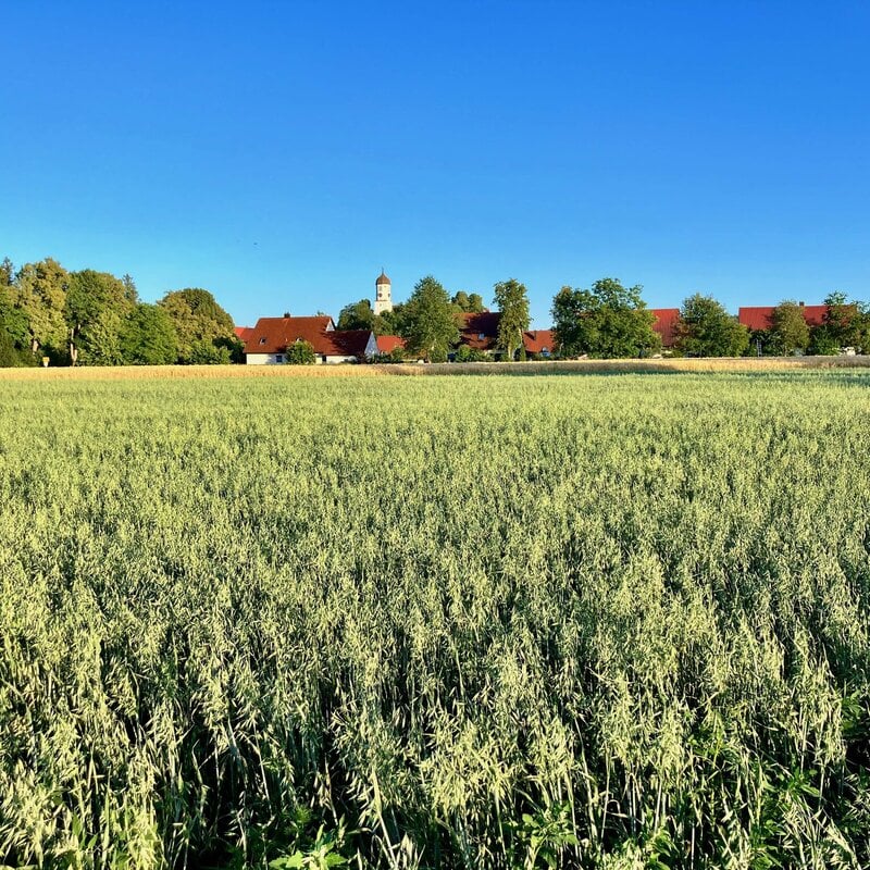 NEU! Semhof Bio GrünhaferQUICK