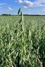 NEU! Semhof Bio GrünhaferQUICK