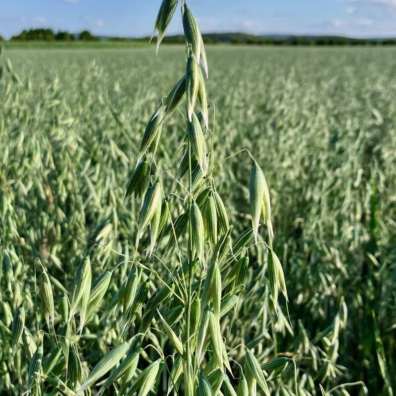 NEU! Semhof Bio GrünhaferQUICK