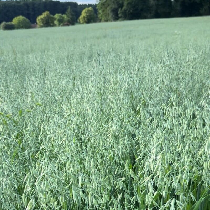 NEU! Semhof Bio GrünhaferQUICK