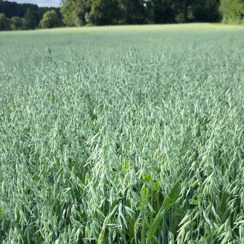 NEU! Semhof Bio GrünhaferQUICK