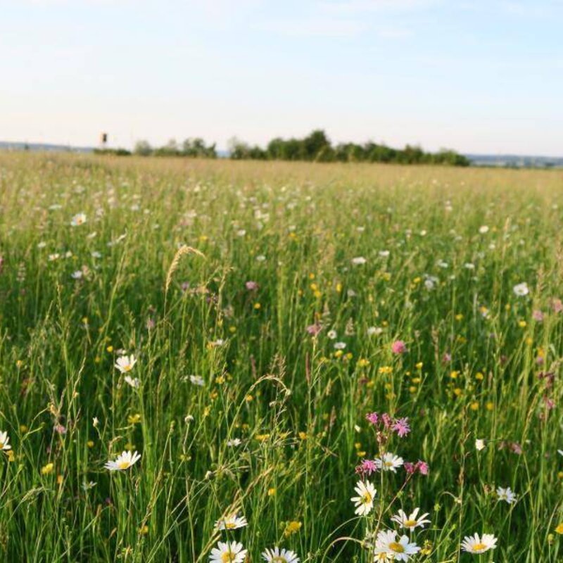 NEU: Semhof Bio WiesenQUICK zuckerarm