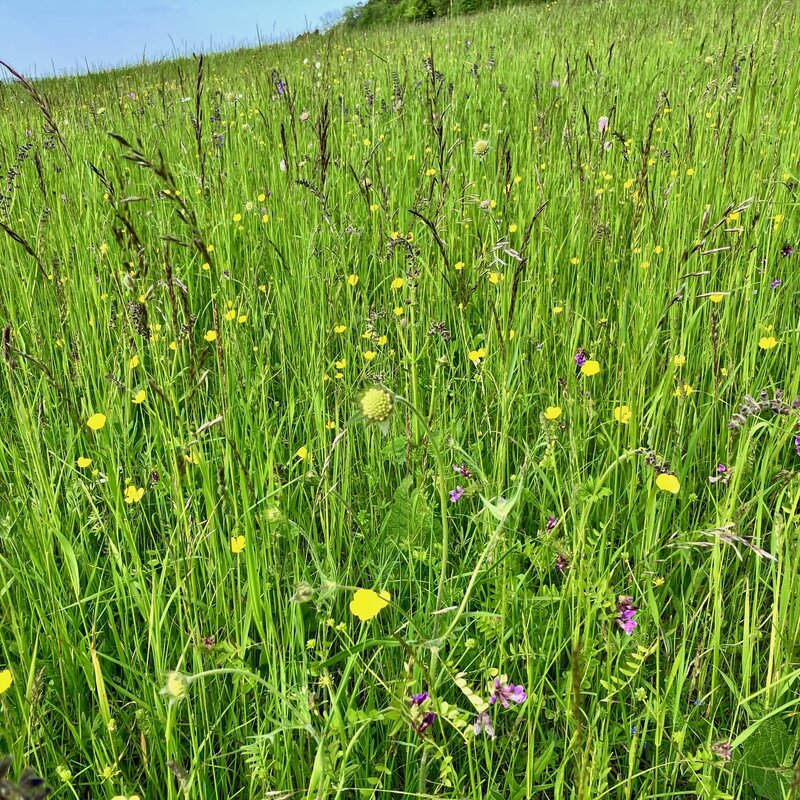 NEU: Semhof Bio WiesenQUICK zuckerarm