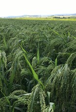 NEU! Semhof Bio GrünhirseQUICK