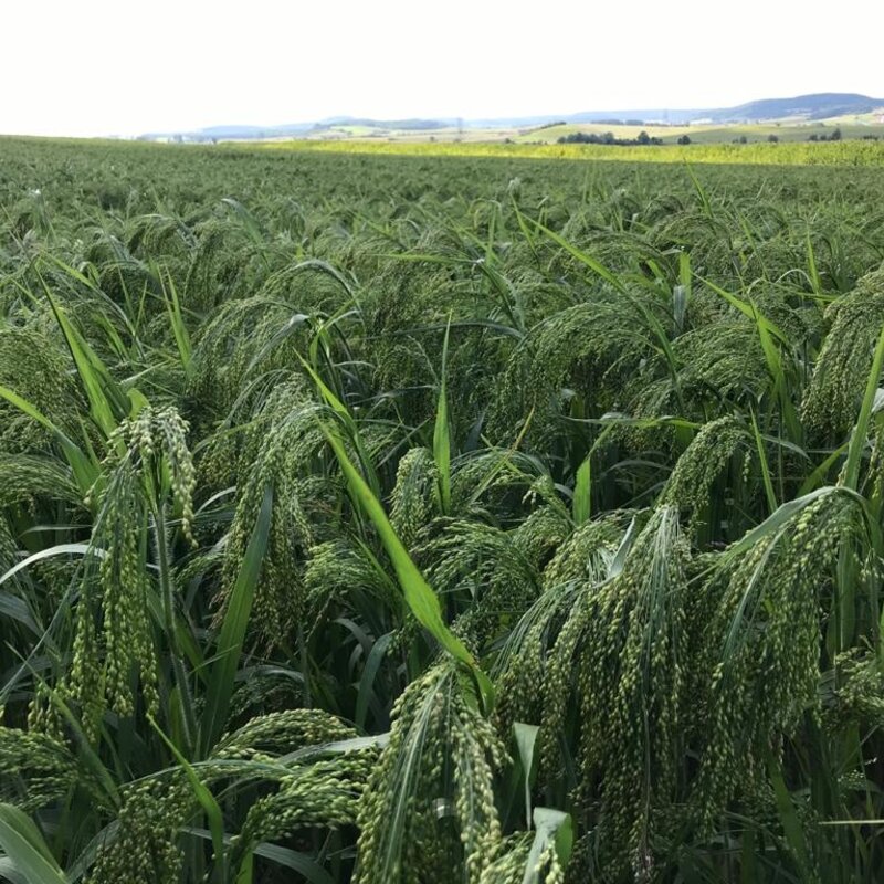 NEU! Semhof Bio GrünhirseQUICK